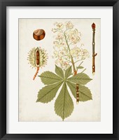 Antique Leaves VIII Framed Print