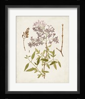 Vintage Flowering Trees I Framed Print