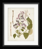 Vintage Flowering Trees II Framed Print
