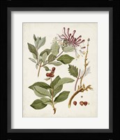 Vintage Flowering Trees III Framed Print