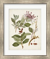 Vintage Flowering Trees III Fine Art Print