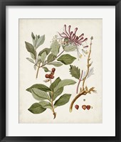 Vintage Flowering Trees III Framed Print