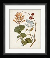 Vintage Flowering Trees IV Framed Print