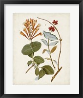 Vintage Flowering Trees IV Framed Print
