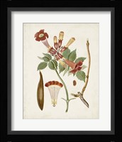 Vintage Flowering Trees V Framed Print