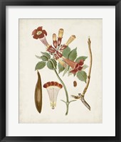 Vintage Flowering Trees V Framed Print