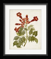 Vintage Flowering Trees VI Framed Print