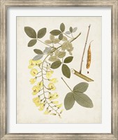 Vintage Flowering Trees VII Fine Art Print