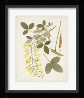 Vintage Flowering Trees VII Framed Print