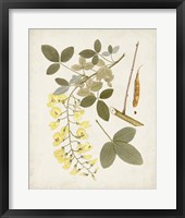 Vintage Flowering Trees VII Framed Print
