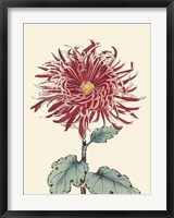 Chrysanthemum Woodblock I Fine Art Print