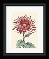 Chrysanthemum Woodblock I Fine Art Print