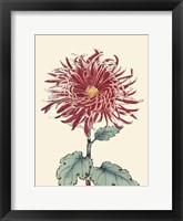 Chrysanthemum Woodblock I Fine Art Print