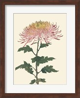 Chrysanthemum Woodblock II Fine Art Print