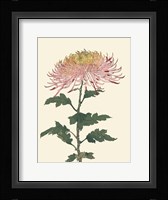 Chrysanthemum Woodblock II Fine Art Print