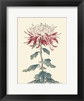 Chrysanthemum Woodblock III Fine Art Print