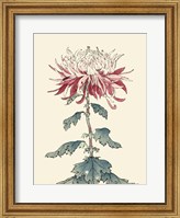 Chrysanthemum Woodblock III Fine Art Print