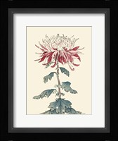 Chrysanthemum Woodblock III Fine Art Print