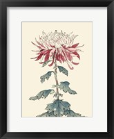 Chrysanthemum Woodblock III Framed Print