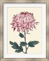 Chrysanthemum Woodblock IV Fine Art Print