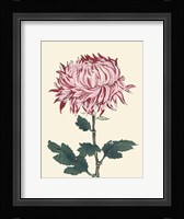 Chrysanthemum Woodblock IV Fine Art Print