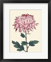 Chrysanthemum Woodblock IV Framed Print