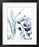 Blue Kelp I Fine Art Print