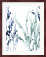 Blue Kelp II Fine Art Print