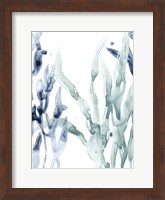 Blue Kelp II Fine Art Print