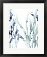 Blue Kelp II Framed Print
