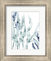Blue Kelp III Fine Art Print