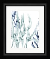Blue Kelp III Framed Print