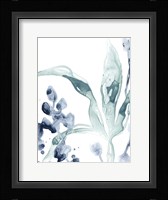 Blue Kelp IV Framed Print