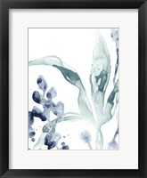 Blue Kelp IV Framed Print