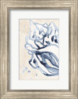 Water Shells II Fine Art Print