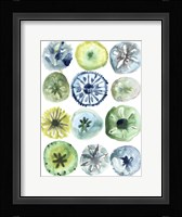 Sea Urchin Assortment II Framed Print