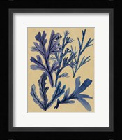 Underwater Forest IV Framed Print