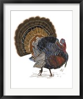 Turkey Study I Fine Art Print