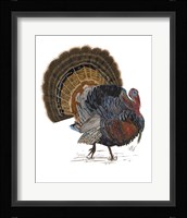 Turkey Study I Fine Art Print