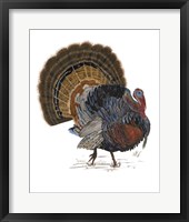 Turkey Study I Framed Print