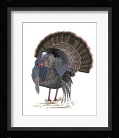 Turkey Study II Fine Art Print