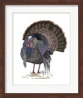 Turkey Study II Fine Art Print