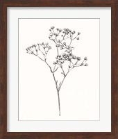 Wild Bloom Sketch I Fine Art Print