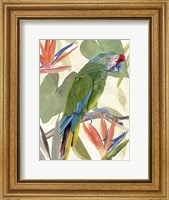 Tropical Parrot Composition I Fine Art Print