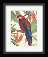 Tropical Parrot Composition II Framed Print
