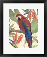Tropical Parrot Composition II Framed Print