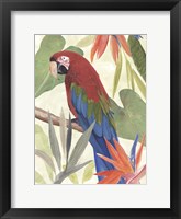 Tropical Parrot Composition III Framed Print