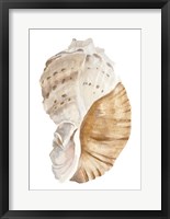 Seashell I Framed Print