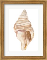 Seashell II Fine Art Print