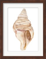 Seashell II Fine Art Print